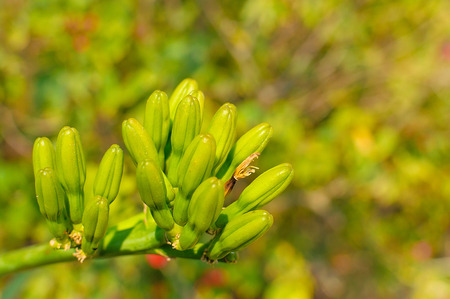 tropical flowersの写真素材