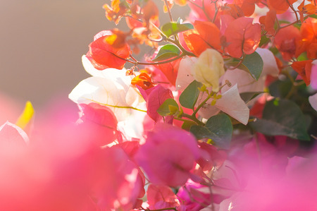 tropical flowersの写真素材