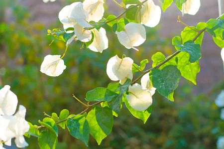 tropical flower in dubaiの写真素材