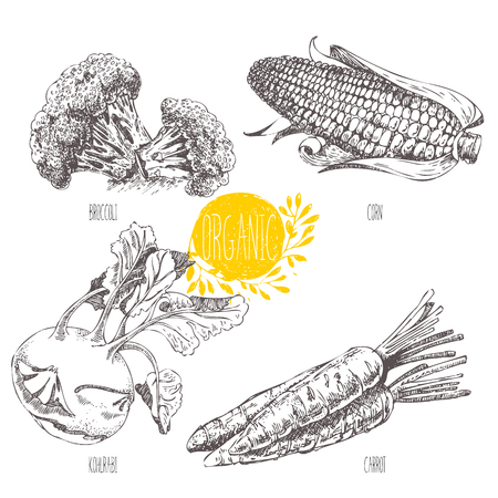 Series - vector fruit, vegetables and spices. Hand-drawn illustration in vintage style. Sketch. Healthy food. Linear graphic. Set of corn, carrot, broccoli, kohlrabiのイラスト素材