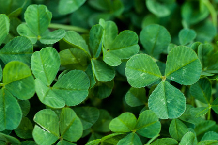 Clover