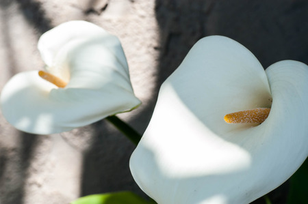 White Flowersの写真素材