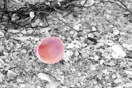 A bright pink shell selectively colored on a black & white beach.の写真素材