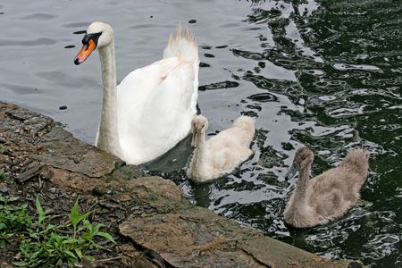 a mother swan and two  signetsの写真素材