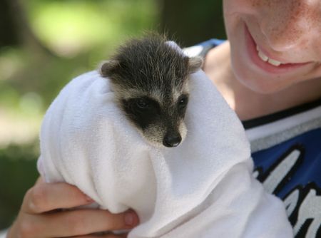 A  raccoon being held by a young wildlife rescue volunteer.の写真素材
