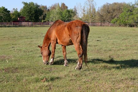 A beautiful horse grazing in a field on a farm with a red barn in the background.の写真素材