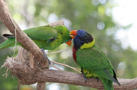 A lorikeet and a green parrot grooming eachother. (screen in background may appear as banding)の写真素材