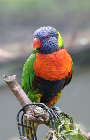 A colorful rainbow lorikeet perched on a branch. (out of focus screen in background may apear as banding)の写真素材