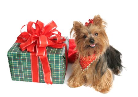 An adorable yorkshire terrier dog with a brightly wrapped Christmas present.の写真素材