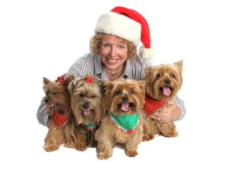 A woman posing for a Christmas portrait with her four yorkie dogs.  Isolated  with focus on woman's face.の写真素材