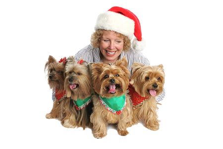 A group of yorkshire terrier dogs dressed up for Christmas being watched over by their proud owner.  Focus on dog front and center.の写真素材