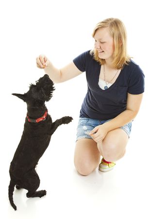 Teenage girl teaching her Scotty dog to do a trick.  Isolated on white.の写真素材