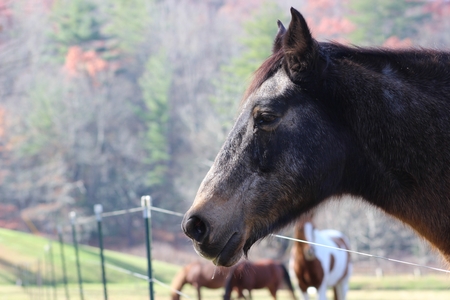 Horse Closeupの写真素材