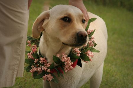 flower dogの写真素材
