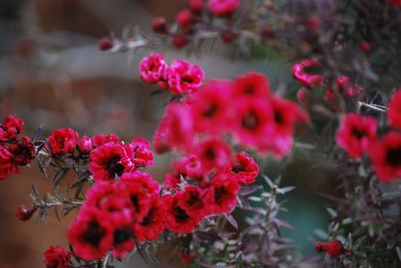 Delicateの写真素材