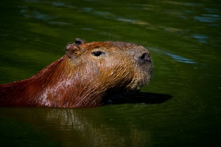 A capybara swimming in the lake の写真素材