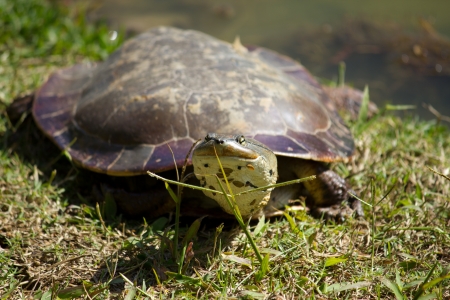 A turtle resting on the grass.の写真素材