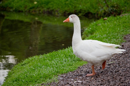 A goose posing in the lake の写真素材