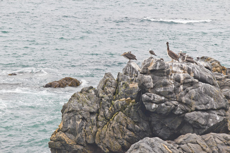 Seagull group resting on stones at Vina del Mar beach.の写真素材