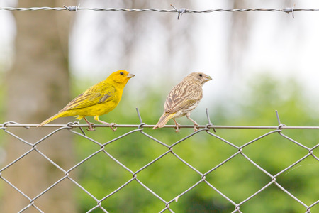 Two birds over a iron fence