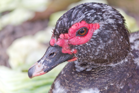 Detailed image of the black duck faceの写真素材