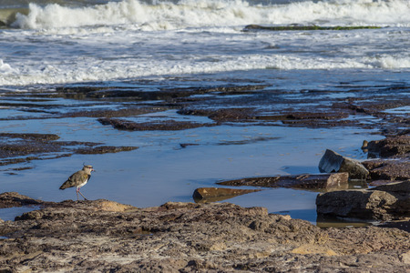 Lapwing walking on the Torres beach with waves in background