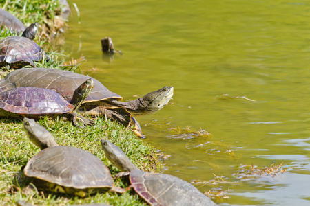 Group of turltes in the lake