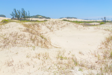 Vegetation over dunes in a Sunny day at Torres, Rio Grande do Sul.の写真素材
