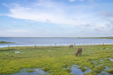 Cows grazing at a farm in Lagoa do Peixe lakeの写真素材