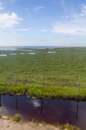Cows grazing at a farm in Lagoa do Peixe lakeの写真素材