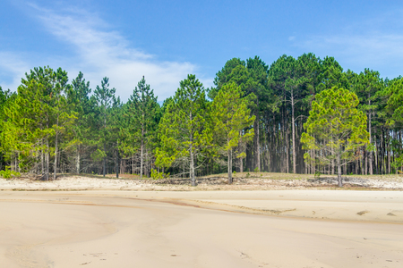Forest of Pinus Elliottii and sand at Lagoa dos Patos lakeの写真素材