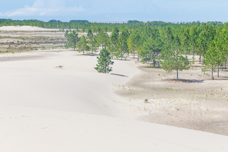 Forest of Pinus Elliottii being covered by dune at Lagoa dos Patos lake coastの写真素材