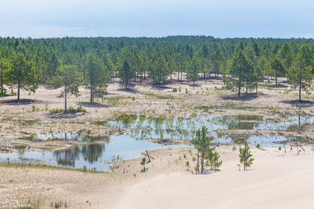 Forest of Pinus Elliottii and common rush cover by sand at Lagoa dos Patos lake coastの写真素材