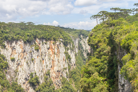 Araucaria angustifolia at Itaimbezinho Canyon, Cambara do Sul, Rio Grande do Sul, Brazilの写真素材
