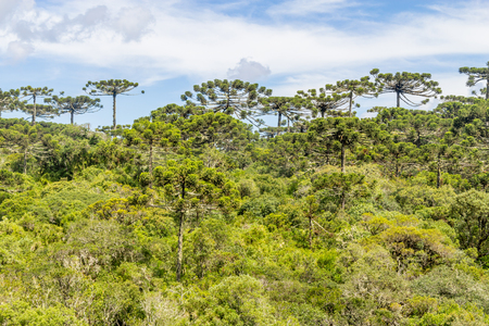 Araucaria angustifolia forest at Itaimbezinho Canyon, Cambara do Sul, Rio Grande do Sul, Brazilの写真素材