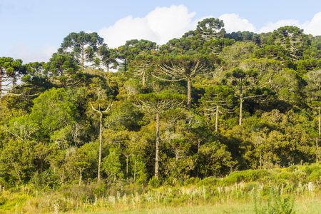 Araucaria angustifolia Forest in Cambara do Sul, Rio Grande do Sul, Brazilの写真素材