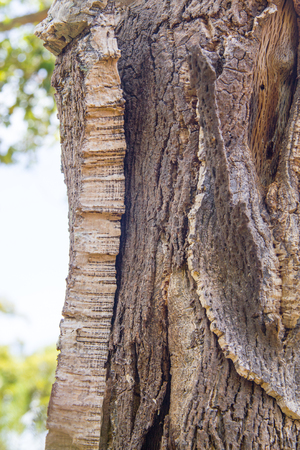 Details of Cork in a Sobreiro tree in Santiago do Cacem, Alentejo, Portugal