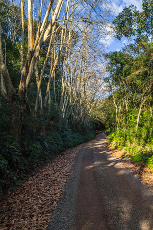 Dirty road with dry leaves in winter, Vale dos Vinhedos valley, Bento Goncalves, Rio Grande do Sul, Brazilの写真素材