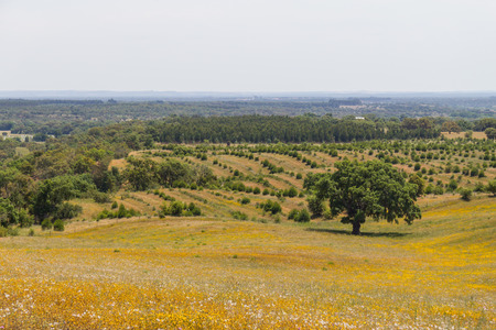 Cork trees in a yellow flowers field in Vale Seco, Santiago do Cacem, Alentejo, Portugalの写真素材
