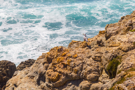Seagull in Porto Covo beach, Alentejo, Portugalの写真素材