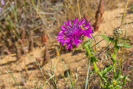 Flowers  in Almograve beach, Alentejo, Portugalの写真素材