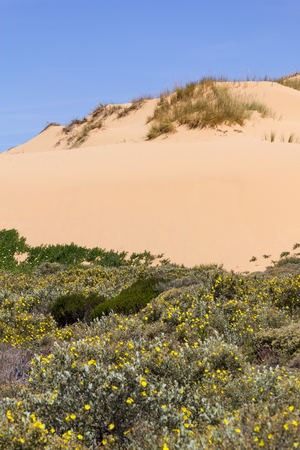 Dune, Flowers and vegetation in the beach in Almograve, Alentejo, Portugalの写真素材