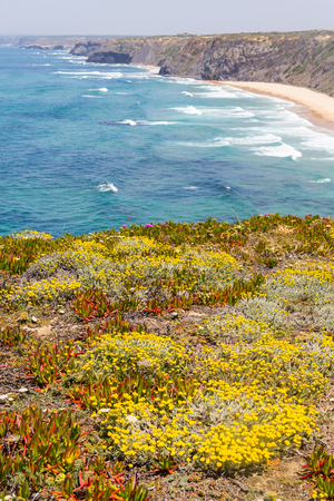 Flowers, Cliffs, beach and waves in Arrifana, Aljezur, Algarve, Portugalの写真素材