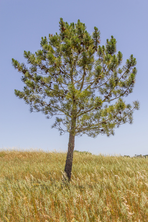Pine tree in the middle of plantation in potuguese farm, Aljezur, Algarve, Portugalの写真素材