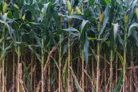 Corn plantation Gramado, Rio Grande do Sul, Brazilの写真素材