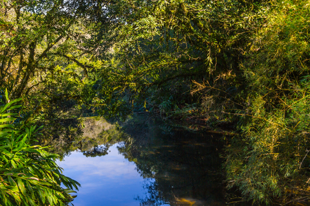 River in the forest in Gramado, Rio Grande do Sul, Brazilの写真素材