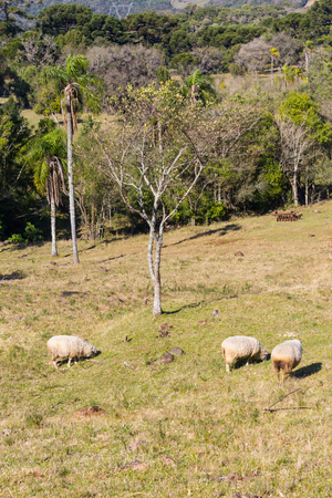 Sheeps in Farm in Gramado, Rio Grande do Sul, Brazilの写真素材