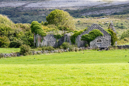 House ruins cover by vegetation in Burren way trail, Ballyvaughan, Clare, Irelandの写真素材