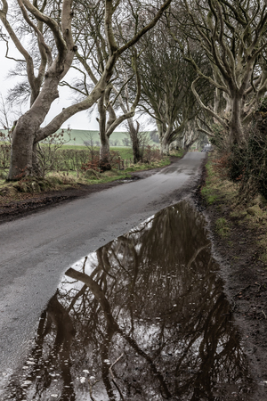 Dark hedges road and farm field, Ballymoney, Northern Ireland, UKの写真素材