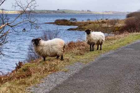 Two sheeps, lake and vegetation at Western way trail in Lough Corrib, Galway, Irelandの写真素材